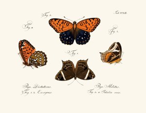 Papillons - German School