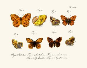 Papillons - German School