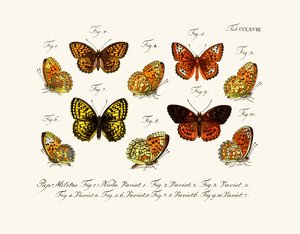 Papillons - German School