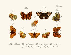 Papillons - German School
