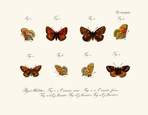 Papillons - German School