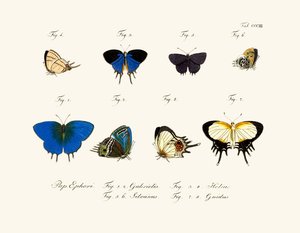 Papillons - German School