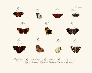 Papillons - German School