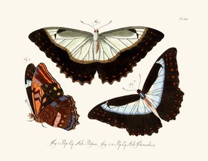 Papillons - German School