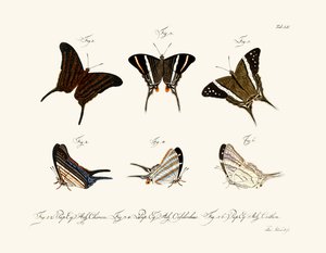 Papillons - German School