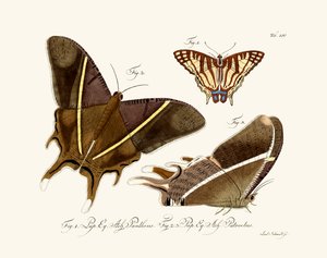 Papillons - German School