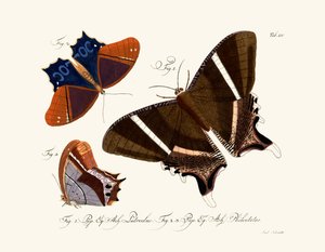 Papillons - German School