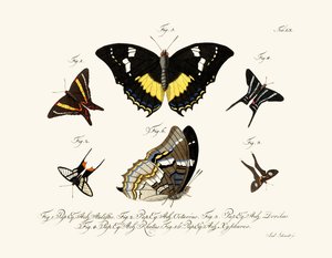Papillons - German School