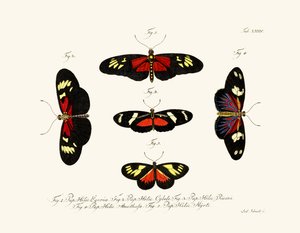 Papillons - German School