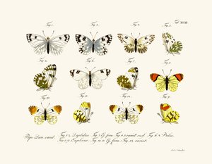 Papillons - German School