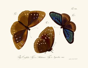 Papillons - German School