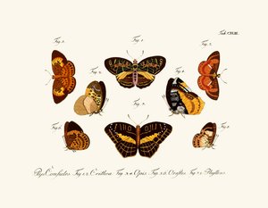 Papillons - German School