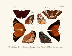 Papillons - German School