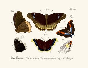 Papillons - German School