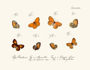 Papillons - German School