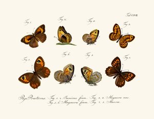 Papillons - German School