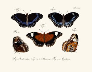 Papillons