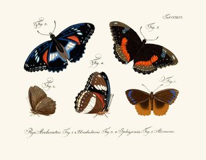 Papillons