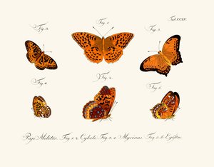 Papillons - German School