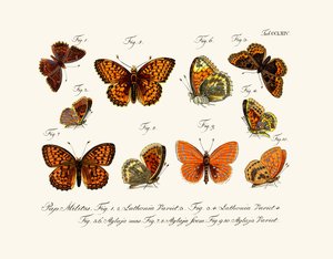 Papillons - German School