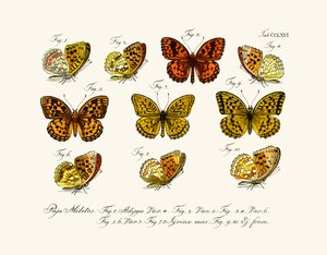 Papillons