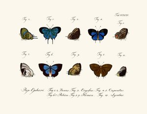 Papillons - German School