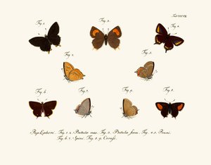 Papillons - German School