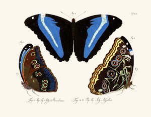 Papillons - German School
