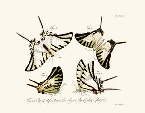 Papillons