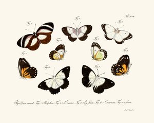 Papillons - German School