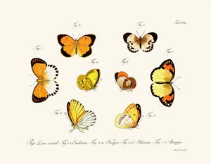 Papillons - German School