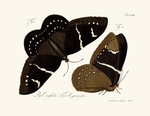 Papillons