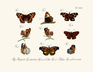 Papillons - German School