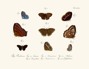 Papillons - German School