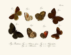 Papillons - German School