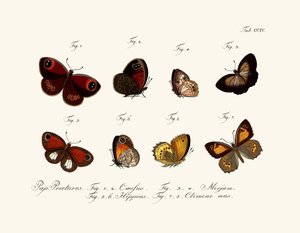 Papillons - German School