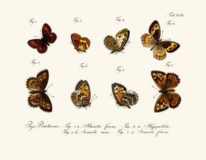 Papillons - German School