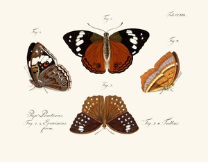 Papillons