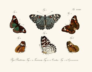 Papillons