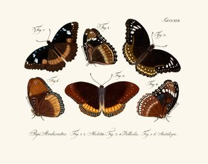 Papillons - German School