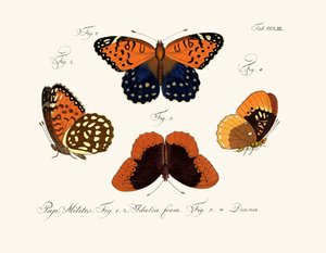 Papillons - German School