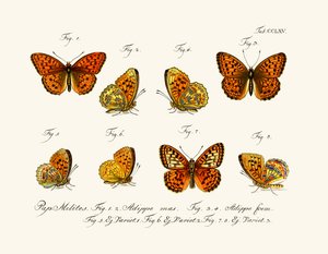 Papillons
