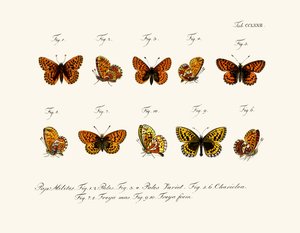 Papillons - German School