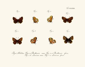 Papillons - German School