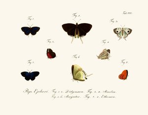 Papillons - German School