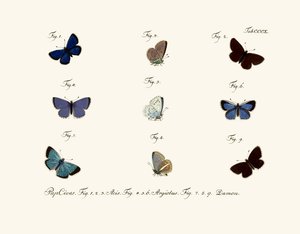 Papillons - German School