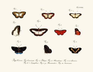 Papillons - German School