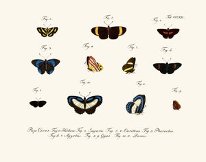 Papillons - German School