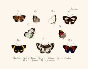 Papillons - German School