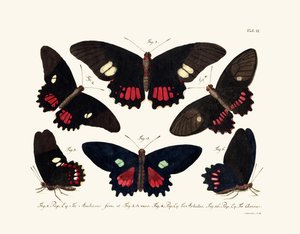 Papillons - German School